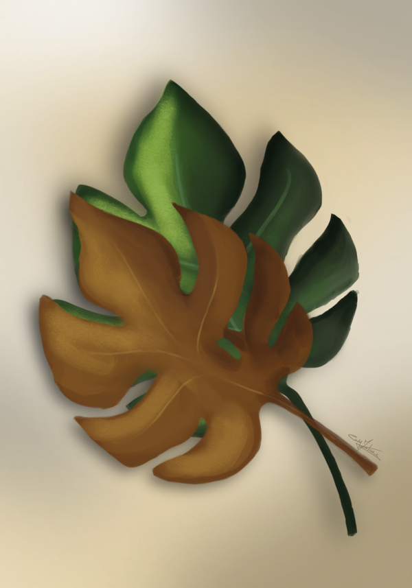 Monstera - Image 2